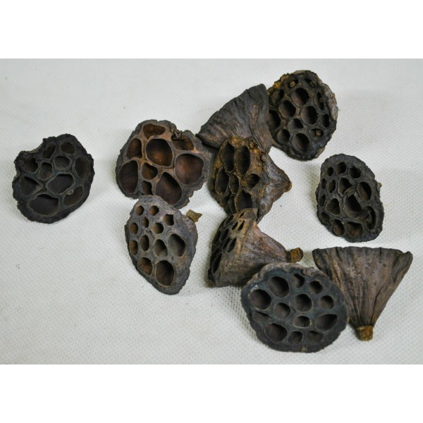 Lotos 3-5cm T021