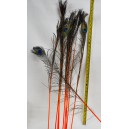 Pene de paun 80-100cm 24278102
