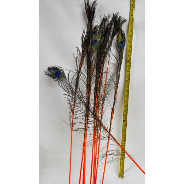 Pene de paun 80-100cm 24278102