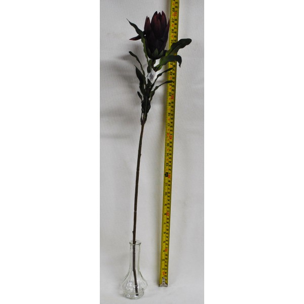 Protea 29-6227